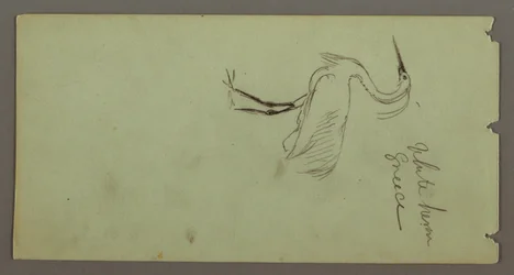Rajz, fehér kócsag, valószínűleg 1869