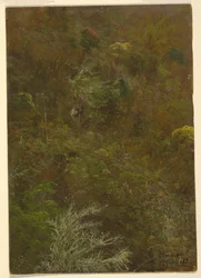 Domboldal fákkal, Jamaica