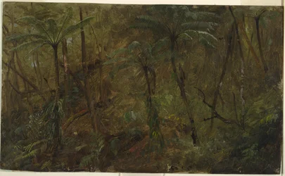 Az erdőben, Jamaica