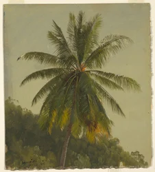 A pálmafa tanulmányozása, Jamaica