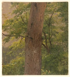 Woodland Study, Jamaica