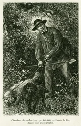 Szarvasgomba kereső. Lix metszete az Elzászon és Lotaringián keresztül című történet illusztrálására, Charles Grad német deputátor 1884-ben, a tour du monde 1886-ban, rendezte Edouard Charton (1807-1890), Hachette, Párizs.