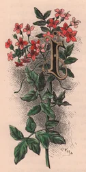 I. levél, kupaklevél, akvarell metszet, 10x5 cm, Frederick Edward Hulme (1841-1909) Az ismerős kerti virágból, 1880 körül