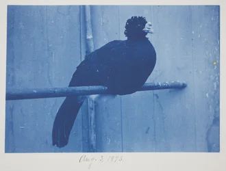 Nagy Curassow, augusztus 3