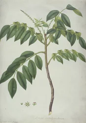 Brucea Antidysenterica, 1777 (wc und bc grafit felett, hártyán)