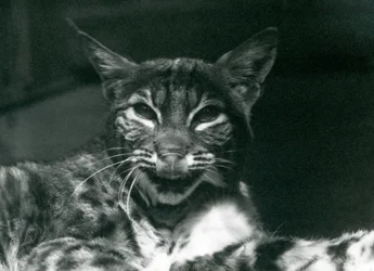 Ajkát nyalogató kishiúz bobcat, Londoni Állatkert, 1925. június