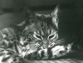 Egy Bay Lynx Bobcat ápolás