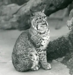 Egy Bay Lynx vagy Bobcat ül a londoni állatkertben, 1927. március