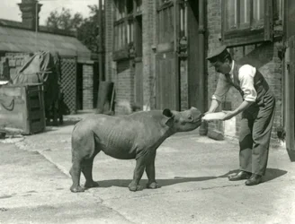 Egy fekete orrszarvú borja, amelyet gondozója cumisüvegből etet, Londoni Állatkert, 1928 szeptember