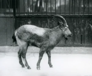 Egy himalájai kecske a londoni állatkertben, 1927