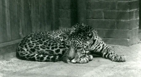 Egy Jaguár a londoni állatkertben pihent 1924 júniusában