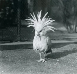 Egy kagu vagy cagu, amely a címertollait mutatja be a londoni állatkertben, 1921. június