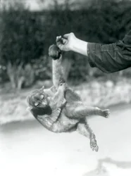 Farkával egy gondozó ujján függő kinkajou, Londoni Állatkert, 1925. szeptember