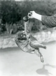 Farkával egy gondozó ujján függő kinkajou, Londoni Állatkert, 1925. szeptember