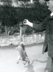 Farkával egy gondozó ujjáról fejjel lefelé lógó farksodró, Londoni Állatkert, 1925. szeptember