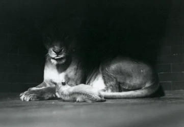 Egy oroszlánkölyök az anyjával fekszik a kifutójuk hátsó részének árnyékában, londoni állatkert, 1925. október