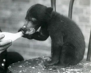Egy maláj vagy napmedve kölyök egy széken ülve, miközben az állattartója palackból eteti a londoni állatkertben, 1920-as évek