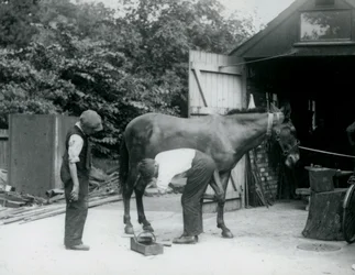 Egy öszvért patkoltak meg a londoni állatkertben 1924-ben