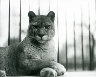 Puma/puma/hegyi oroszlán/Catamount pihen a londoni állatkertben 1931-ben (f/w fotó)
