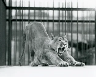 Egy Puma Cougar Mountain Lion ásít és nyújtózkodik a londoni állatkertben 1925 júniusában