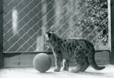 Egy Puma cica labdával, kinéz a tartásából, Londoni Állatkert, 1923