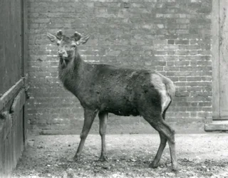 Növekvő agancsú gímszarvasbika, Londoni Állatkert, 1928. augusztus