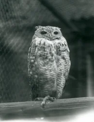 Egy Savingys Pharaoh Eagle-bagoly egy ágon pihen a londoni állatkertben, 1925. szeptember