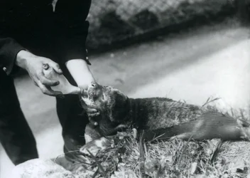Egy fókakölyköt palackoztatott a gazdája, a Londoni Állatkert, 1925. augusztus