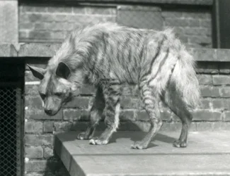 Egy csíkos hiéna áll egy emelvényen a londoni állatkertben, 1925. június