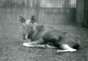 Egy ElkMoose bika, amelyen a közelmúltban lehullott agancsának hegei láthatók, fekve a londoni állatkertben, 1926. január