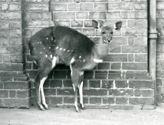 Egy nőstény Cape BushbuckImbabala falhoz támaszkodva a londoni állatkertben 1927 októberében.