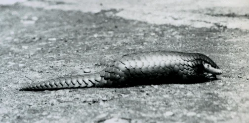 Egy nőstény kínai Pangolin a londoni állatkertben 1925 augusztusában
