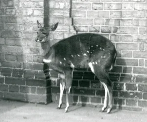 Egy nőstény ImbabalaCape Bushbuck a falnak támaszkodva a londoni állatkertben, 1927. október 6.