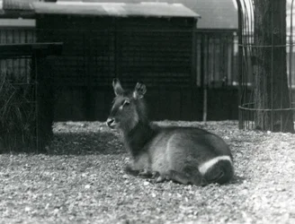 Egy nőstény Waterbuck, Kobus ellipsiprymnus, a londoni állatkertben ülve, 1924 júniusában