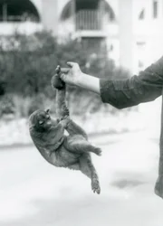 Farkával egy gondozó ujján függő kinkajou, Londoni Állatkert, 1925. szeptember