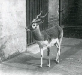 Egy hím nilgai áll a kifutójában a londoni állatkertben 1925 júniusában
