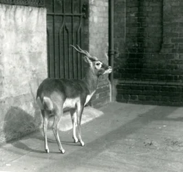 Egy hím nilgai áll a kifutójában a londoni állatkertben 1925 júniusában