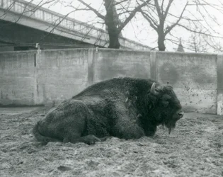 Egy hím európai bölény a füvön fekszik karámjában, a londoni állatkertben, 1927