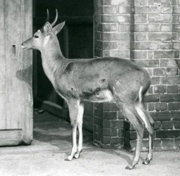 Egy hím SouthernCommon Reedbuck vagy Reitbok az antilopház ajtaja előtt áll, a londoni állatkertben, 1927. október 6.