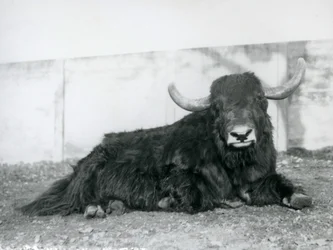 Egy hím jak a londoni állatkert kikertjében feküdt 1928-ban (f/w fotó)