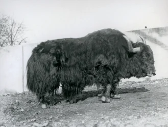 Egy hím jak a londoni állatkert karámjában állt 1928-ban (f/w fotó)