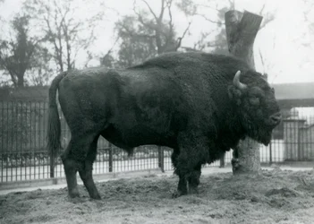 Egy malebull európai bölény áll a füvön a karámjában. Londoni Állatkert, 1927. október. A sebezhető európai bölényt Wisentnek vagy európai erdei bölénynek is nevezik.