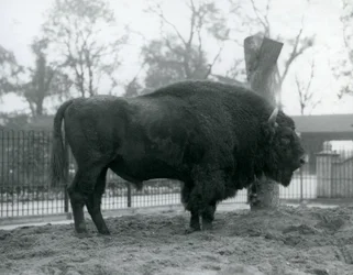 Egy malebull európai bölény áll a füvön a karámjában. Londoni Állatkert, 1927. október. A sebezhető európai bölényt Wisentnek vagy európai erdei bölénynek is nevezik.