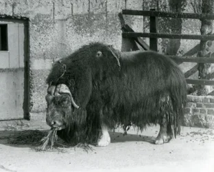 Egy kifejlett pézsmatulok, amelyet musk oxnak és musk-oxnak is írnak, állva eszik a londoni állatkertbeli kifutójában 1931-ben