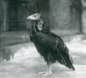 Egy a londoni állatkertben álló, közel veszélyeztetett eurázsiai barátkeselyű, 1927