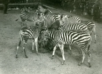 Egy kis Chapmans Zebra csorda, köztük a fiatal londoni állatkert 1923-ban