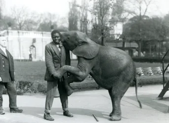 Egy fiatal afrikai törpe elefánt hátsó lábain áll, hogy átölelje afrikai trénerét, miközben az állattartó nézi, Londoni Állatkert, 1925. július