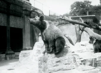 Egy fiatal barnamedve ül egy sziklán az előtérben, egy másik sétál mögötte, a harmadik pedig egy ágon alszik, Londoni Állatkert, 1913. augusztus