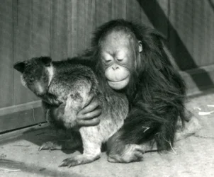 Egy fiatal orangután megölel egy kengurut a londoni állatkertben 1927-ben