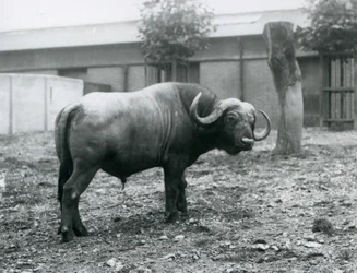 Egy afrikai bivaly vagy Cape Buffalo, aki a karámjában áll a londoni állatkertben, 1927